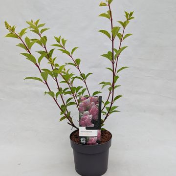 Hydrangea paniculata VANILLE FRAISE