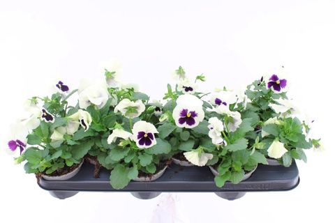 Viola x wittrockiana DELTA F1 WHITE WITH BLOTCH