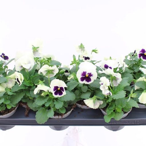 Viola x wittrockiana DELTA F1 WHITE WITH BLOTCH