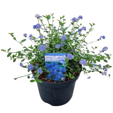 Ceanothus thyrsiflorus repens