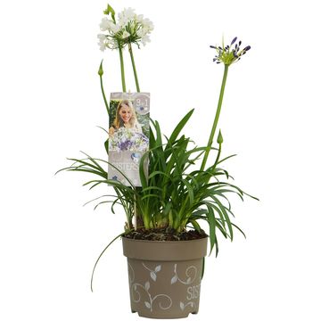 Agapanthus MIX IN POT
