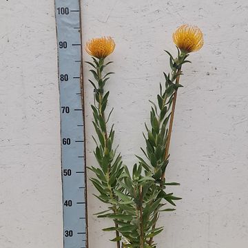 Leucospermum cordifolium 'Ayoba Peach'