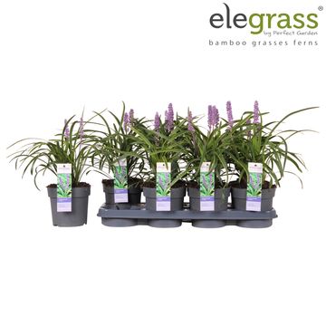 Liriope muscari 'Variegata'