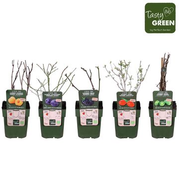 Plantes fruitières MIX