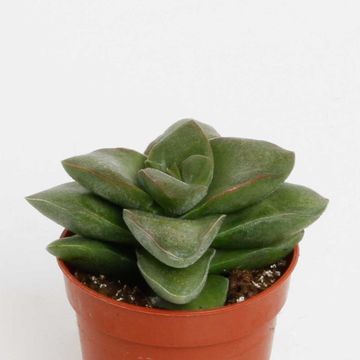 Crassula 'Springtime'