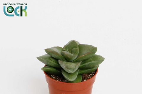 Crassula 'Springtime'