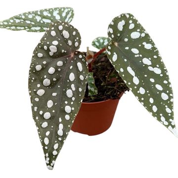 Begonia 'Sierra Mountain King'