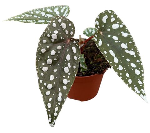 Begonia 'Sierra Mountain King'