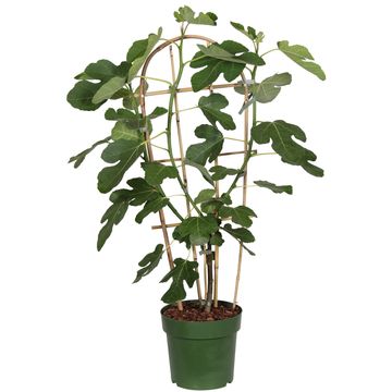 Ficus carica 'Gustissimo Perretta'