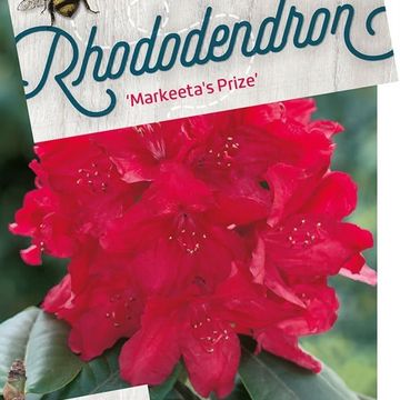 Rhododendron 'Markeeta's Prize'