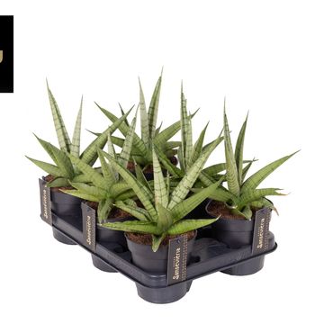 Sansevieria 'Comet Laurel Grey No. 1'