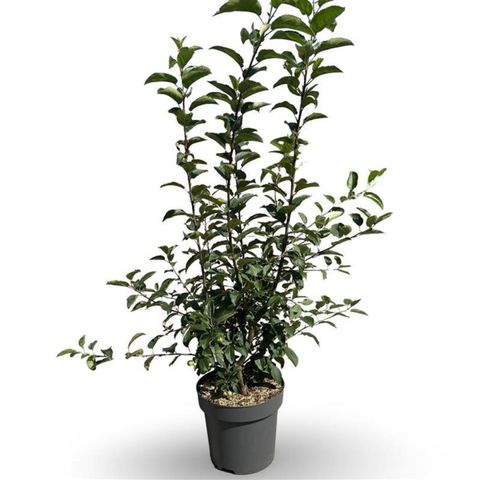 Malus 'Red Sentinel'