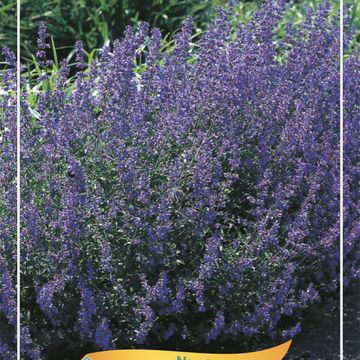 Nepeta 'Six Hills Giant'