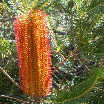 Banksia ericifolia