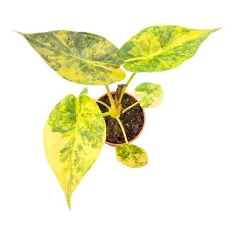 Alocasia wentii 'Variegata'