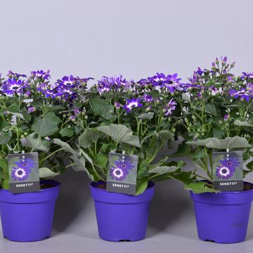 Pericallis SENETTI VIOLET BICOLOR