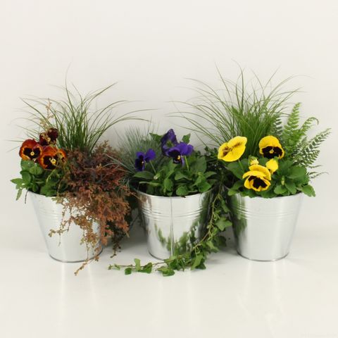 Arrangement Viola