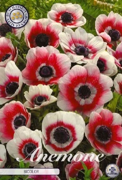 Anemone coronaria 'Bicolor'