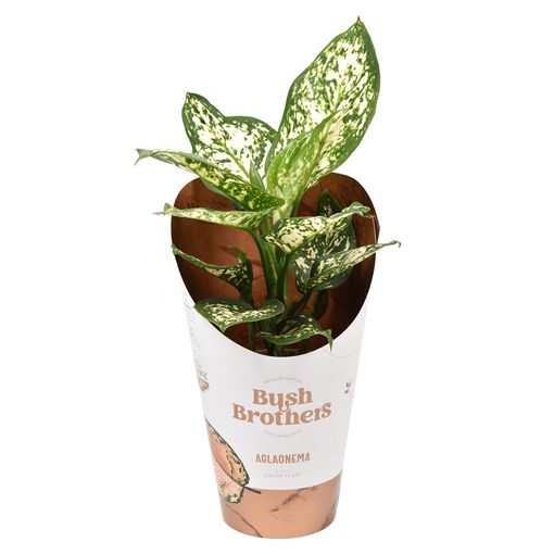 Aglaonema WHITE STAR