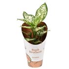 Aglaonema WHITE STAR