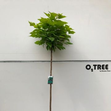 Catalpa bignonioides 'Nana'