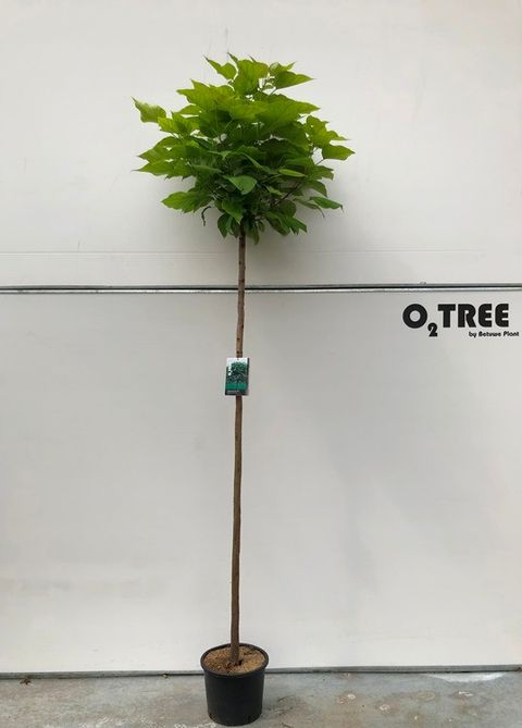 Catalpa bignonioides 'Nana'