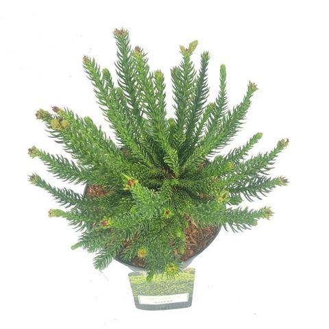 Cryptomeria japonica 'Dinger'