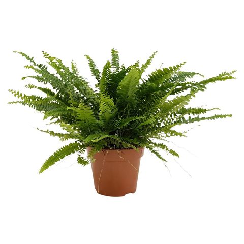 Nephrolepis exaltata 'Green Lady'