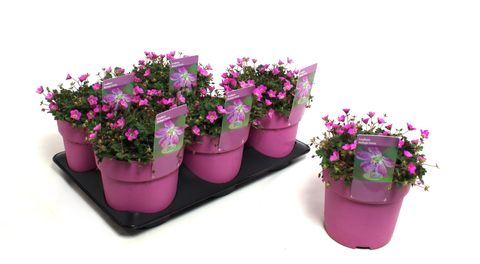 Dianthus barbatus 'Dash Magician'