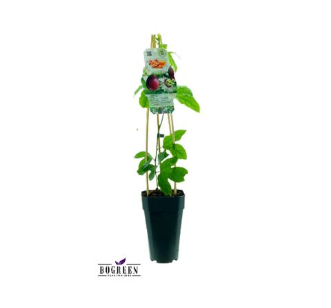 Passiflora edulis 'Purple Giant'