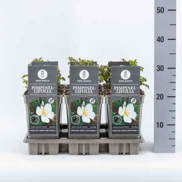 Rosa pimpinellifolia