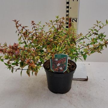 Abelia x grandiflora 'Калейдоскоп'