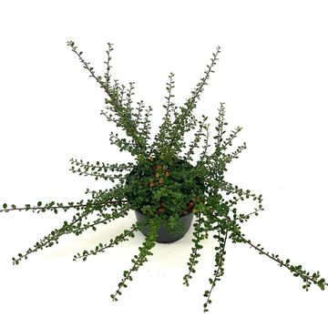 Cotoneaster microphyllus