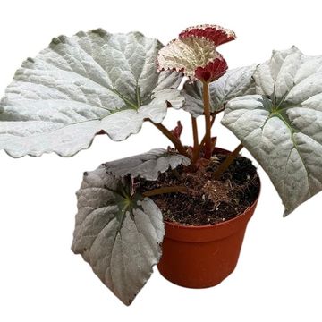 Begonia 'Grey Earl'
