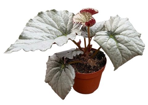 Begonia 'Grey Earl'