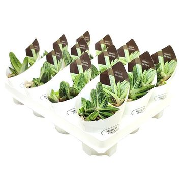 Gasteria 'Little Warty'