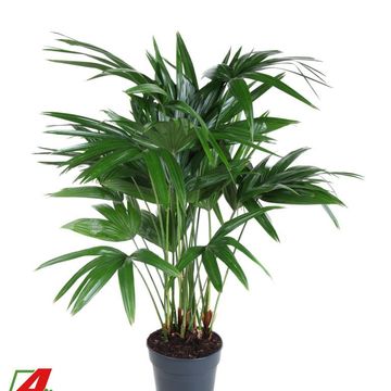 Livistona chinensis