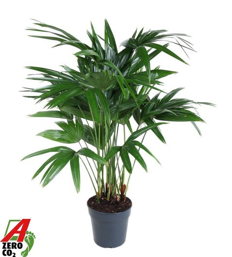 Livistona chinensis