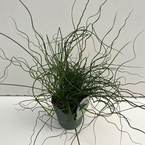 Juncus effusus spiralis