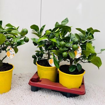 Citrus x meyeri 'Meyer'