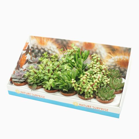 Succulente MIX