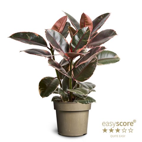 Ficus elastica 'Belize'