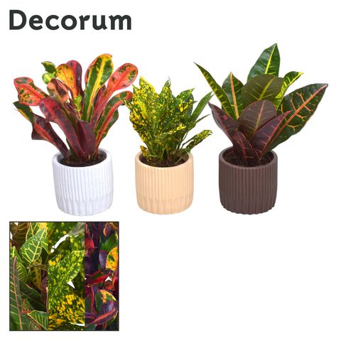 Codiaeum MIX