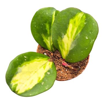Hoya obovata 'Variegata'