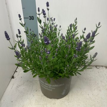 Lavandula angustifolia BLUE SCENT EARLY