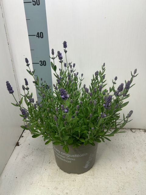 Lavandula angustifolia BLUE SCENT EARLY