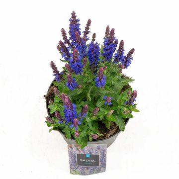 Salvia nemorosa 'Rianne'