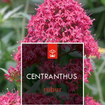 Centranthus ruber 'Coccineus'