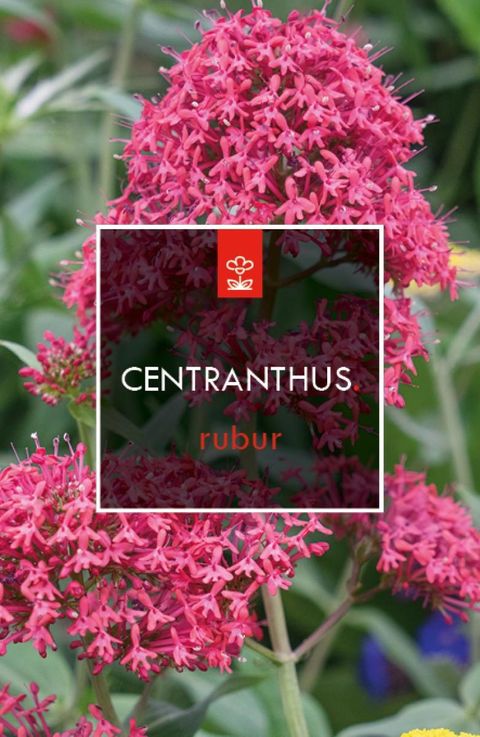 Centranthus ruber 'Coccineus'