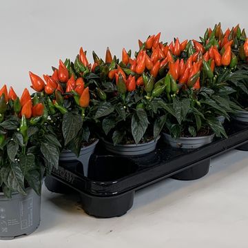 Capsicum annuum 'Salsa Dark Orange'